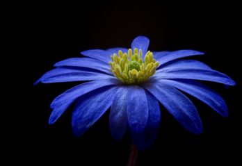 torkade blommor